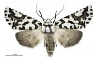 Declana atronivea (female). Geometridae: Ennominae. 