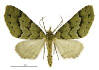 Tatosoma lestevata (female). Geometridae: Larentiinae. 