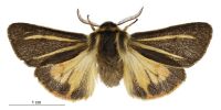 Metacrias strategica (male). Erebidae: Arctiinae. 