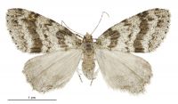 Pseudocoremia fenerata (female). Geometridae: Ennominae. 