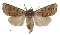 Ichneutica marmorata (female). Noctuidae: Noctuinae. 