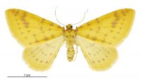 Orthoclydon chlorias (female). Geometridae: Larentiinae. 