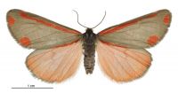 Tyria jacobaeae (male). Erebidae: Arctiinae. 
