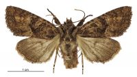 Meterana ochthistis (male). Noctuidae: Noctuinae. 