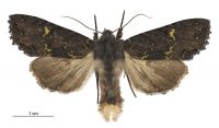 Meterana merope (male). Noctuidae: Noctuinae. 