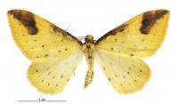 Orthoclydon chlorias (male). Geometridae: Larentiinae. 