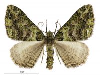 Austrocidaria similata (male). Geometridae: Larentiinae. 