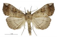 Rhapsa scotosialis (male). Erebidae: Hypeninae. 