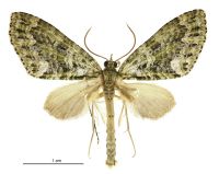 Tatosoma agrionata (male). Geometridae: Larentiinae. 