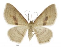 Epicyme rubropunctaria (female). Geometridae: Larentiinae. 