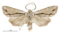 Graphania paracausta (male). Noctuidae: Noctuinae. 