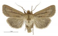 Tmetolophota unica (male). Noctuidae: Noctuinae. 