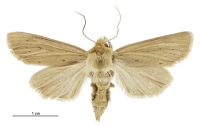 Tmetolophota unica (female). Noctuidae: Noctuinae. 