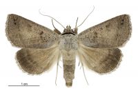 Pantydia sparsa (male). Erebidae: Erebinae. 
