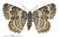Dasyuris octans (female). Geometridae: Larentiinae. 