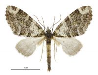 Tatosoma apicipallida (male). Geometridae: Larentiinae. 