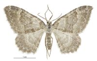 Gingidiobora subobscurata (male). Geometridae: Larentiinae. 