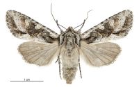 Graphania mutans (female). Noctuidae: Noctuinae. 