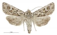 Graphania disjungens (female). Noctuidae: Noctuinae. 