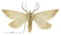 Asaphodes campbellensis (male). Geometridae: Larentiinae. Subantarctic Islands only