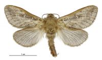 Wiseana fuliginea (male). Hepialidae: . 