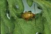 An adult ragwort flea beetle.