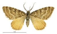 Xanthorhoe bulbulata (male). Geometridae: Larentiinae. Not seen since 1991