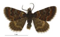 Paranotoreas opipara (male). Geometridae: Larentiinae. 