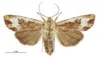Graphania rubescens (female). Noctuidae: Noctuinae. 
