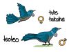 <h5 style=text-transform:uppercase;margin:0em;>Ngā ingoa Māori e mōhiotia ai te <em>tūī</em> tāne mai i te <em>tūī</em> uwha</h5><p>Male <em>tūī</em> or <em>kōkō</em> are typically larger and have more vibrant plumage than the females, so different Māori names are used to distinguish between them.</p>

<p><em>Tute</em> and <em>tākaha</em> were the names used for the male birds, whilst <em>teoteo</em> was used for females</p>