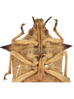 THORAX UNDERSIDE without ear-shaped scent gland opening between mid and hind legs. ABDOMEN UNDERSIDE with strong spine, extended forward  as far as mid legs.