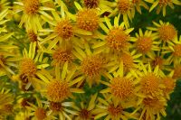 <em>Jacobaea vulgaris</em> (ragwort) Image © Murray Dawson 