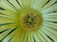 <em>Carpobrotus edulus</em> (ice plant) Image © Murray Dawson 