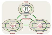 Fig. 3: Excerpt from the phytobiome (American Phytopathological Society) “roadmap” showing the interrelationships that are part of the complex factors modulating plant diseases, their expression, and management.