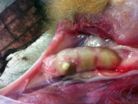 TB lesion in the armpit of a brushtail possum.