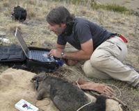 Carlos Rouco Zufiaurre checking a Sirtrack radio collar that has just been fitted on an anaesthetised possum