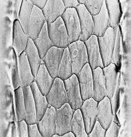 Guard hair scales, mid-shaft region: Diamond petal, smooth margins, near separation (magnification 468x)
