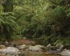 The quality of water in New Zealand’s streams and rivers is much higher where headwaters and riparian zones are dominated by native trees and shrubs