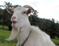 Goat: Goat