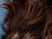 Brown dog skin: Close-up of hair