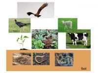 Figure 1. Receptors considered in the development of ecological soil guideline values.