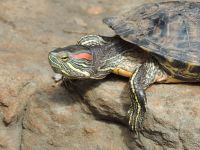 Red-eared slider turtle. 