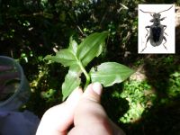 Tradescantia beetle release at a site near Takapuna Grammar School. Inset shows close-up of beetle (Neolema ogloblini, aka ‘Shiny’). Photo: Murray Dawson.