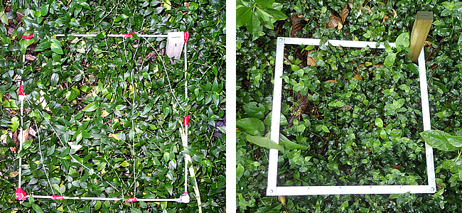 The stick in the corner shows the substantial change in height of tradescantia between 2011 (39.2 cm, left) and 2018 (13.4 cm, right).