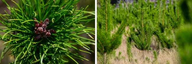 Conifer seed (left) and young wilding pines (right)