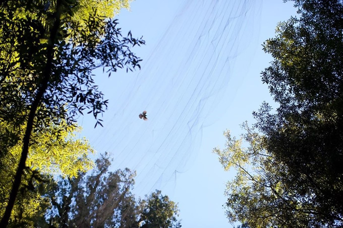 A disappointing miss as a kōkako flies high over the net.