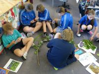 Heathcote Valley School students (Kahikatea Team) using smartphone apps to identify a range of plants. Photo: Murray Dawson