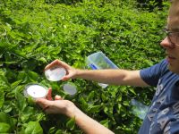 Arnaud Cartier releasing sawflies at Waipara river in December
