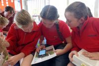 Leeston School students using a smartphone app to identify plants. Photo: Nicola