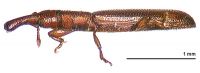 <h3 align=left><em>Stenotrupis debilis</em></h3>. <p align=left>Curculionidae: Cossoninae.<br>Endemic</p> 